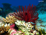 Great Barrier Reef - Australia