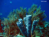 Bonaire - Netherlands Antilles