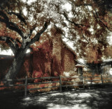 Holga Infrared Film Images