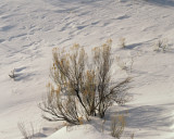 Yellowstone_2008_0041.jpg