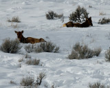 Yellowstone_2008_0055.jpg