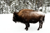 Yellowstone_2008_0180.jpg