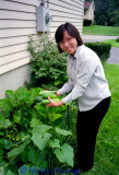 Harvesting Cucumber.jpg