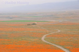 Antelope Valley Poppy Reserve