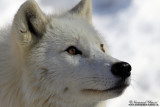 Loup arctique