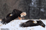 Pygargue  tte blanche - Bald eagle