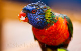 Rainsoaked rainbow lorikeet