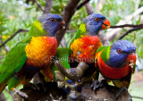 Four Rainbow lorikeets