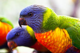 Rainbow lorikeet babies close