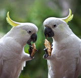Pair of sulphur crested cockatoos