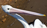 Australian white pelican at Careel Bay