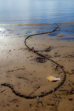S chain at Careel Bay