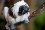 Cotton top tamarin