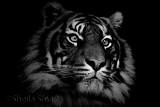 Sumatran tiger in monochrome