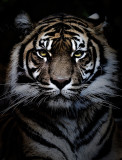 Sumatran tiger portrait