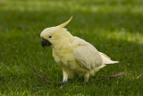 Yellow sulphur crested cockatoo grazing