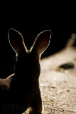 Kangaroo backlit portrait