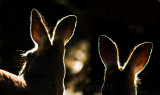 Kangaroos backlit