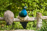 Female and male peacocks
