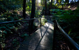 Walkway in Botanic Gardens, Canberra