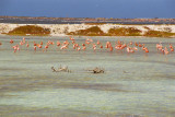 Flamingos in Bonaire