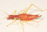 Two-spotted Tree Cricket - Neoxabea bipunctata (female)