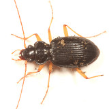 Nebria lacustris