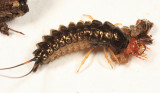 Chlaenius sp. (larva)