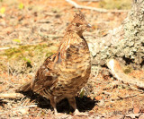 Wild Turkey - Meleagris gallopavo