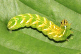 9633 - Silver-spotted Fern Moth - Callopistria cordata