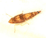 Scaphoideus sp. nymph