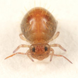 Allacma fusca