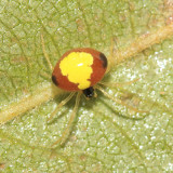 Theridula emertoni