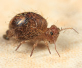Allacma fusca