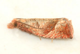 3120 - Eucosma derelicta
