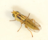 Meromyza sp.