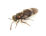 Microterys sp.
