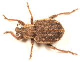 Donus zoilus
