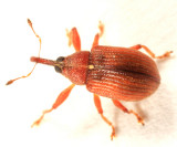 Pseudanthonomus crataegi