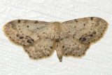 7126 - Single-dotted Wave - Idaea dimidiata