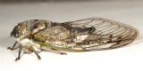 Northern Dog-day Cicada - Neotibicen canicularis