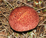Suillus pictus