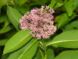Common Milkweed - Asclepias syriaca