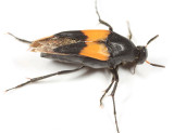Macrosiagon dimidiata