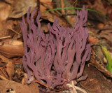 Clavaria zollingeri