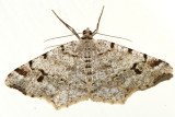 6344 - Pale-marked Angle - Macaria signaria