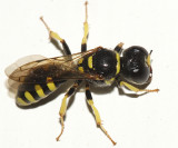 Crossocerus nitidiventris