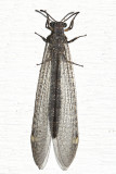 Myrmeleon immaculatus