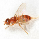 Thaumatomyia pulla