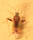 Phytocoris tibialis